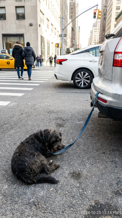 Dog "Tired" on Asphalt Was Actually Dragged Behind Car, Fighting for Life