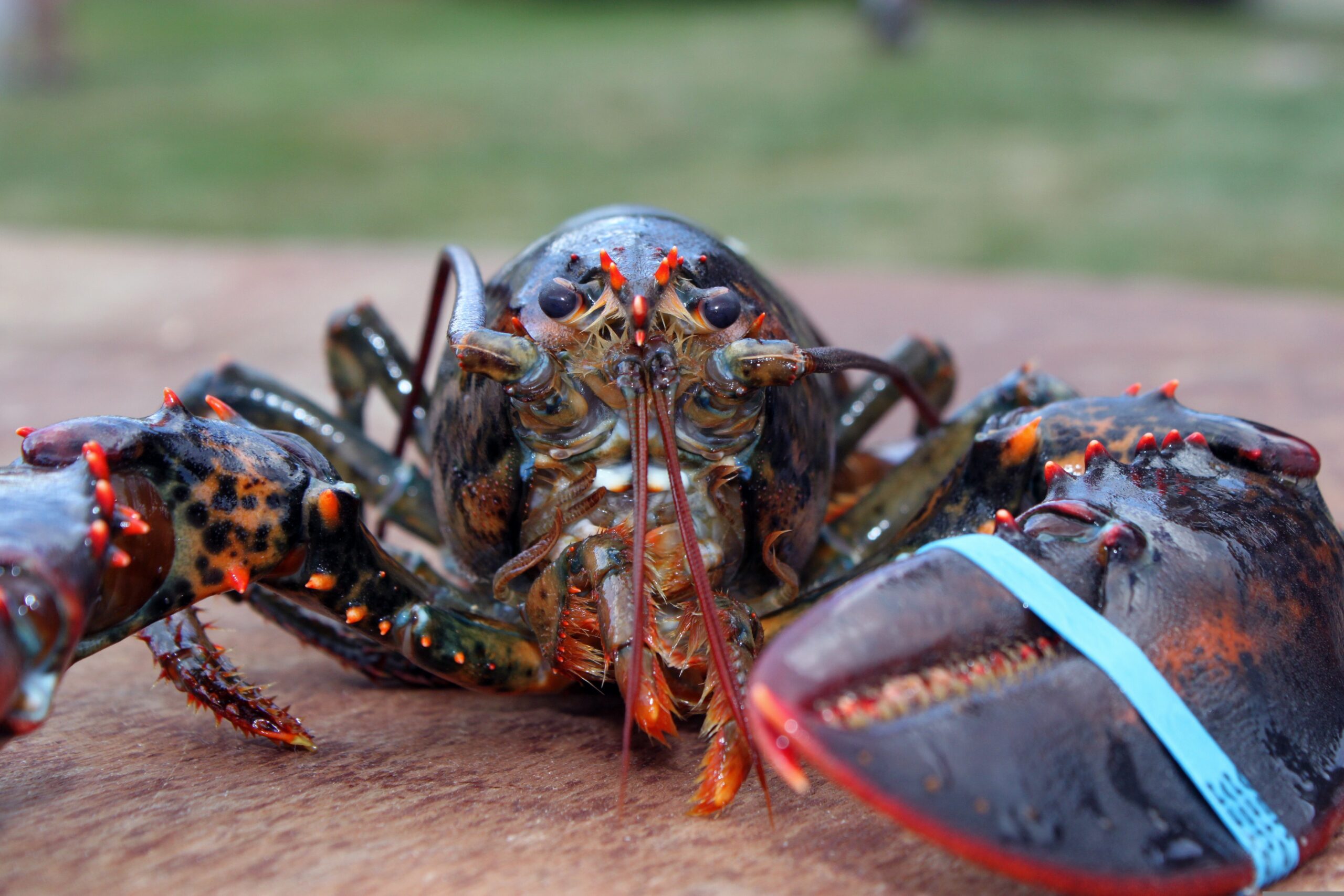 Animal Activist's Mistake: Threw Restaurant Lobster Pet in Harbor