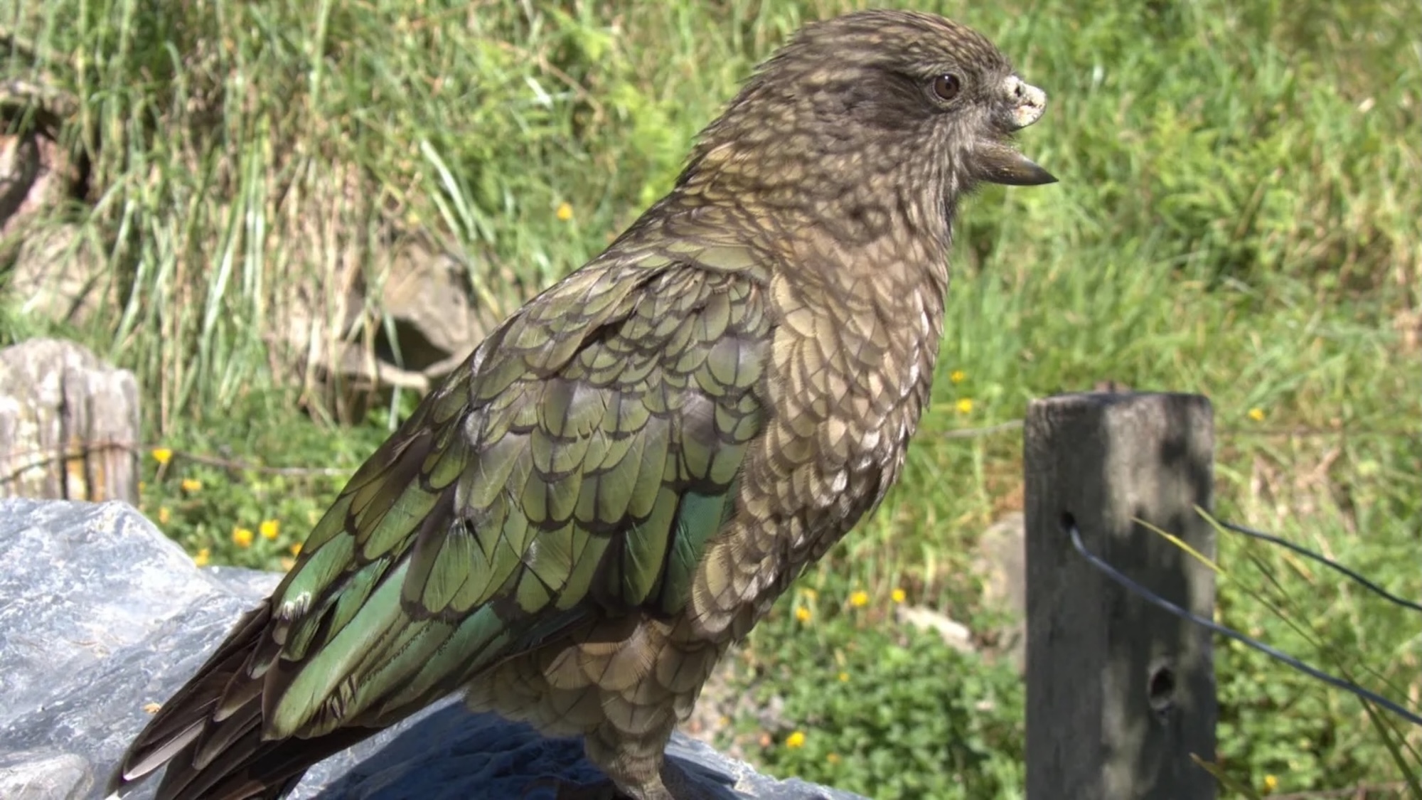 Beakless Parrot Defies Odds to Become Group's Alpha Male!