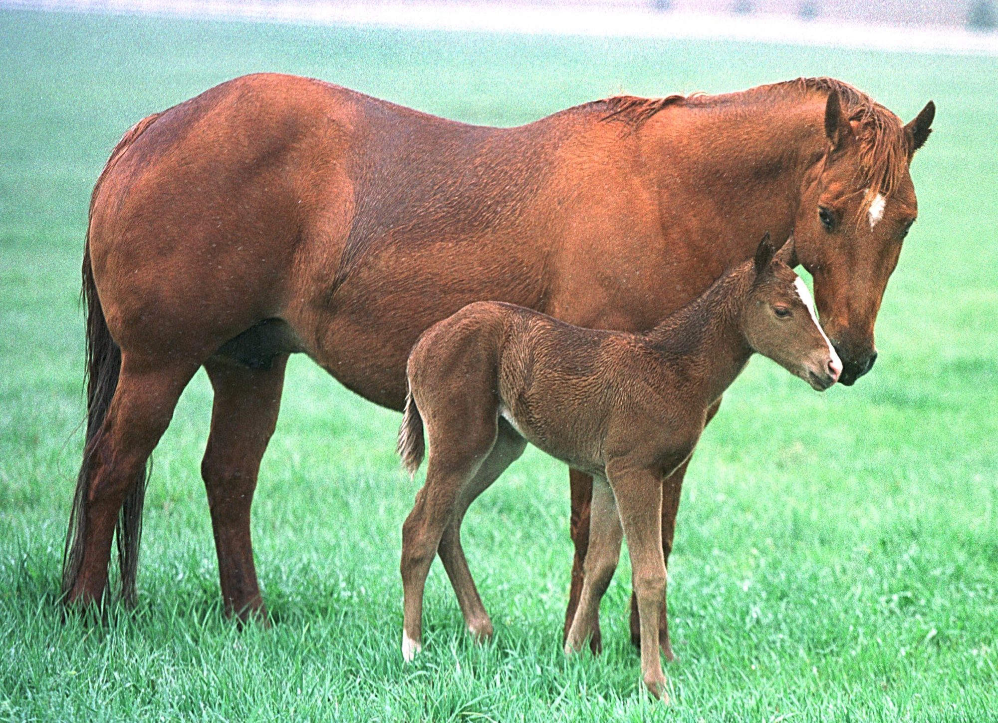 Heartwarming: Grieving Horse Camy Becomes Nurse Mom to Orphaned Colt Arlo